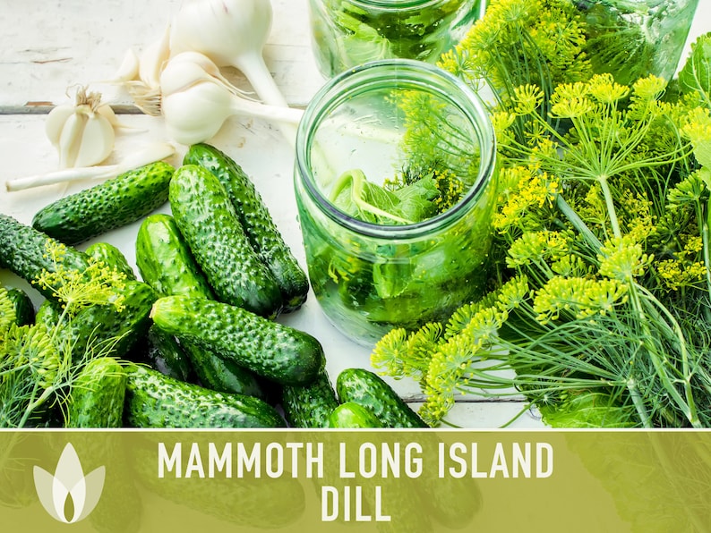 Mammoth Long Island Dill Heirloom Seeds - Pickling Spice, Culinary Herb, Butterfly Host Plant, Swallowtail Butterfly Host, Non-GMO