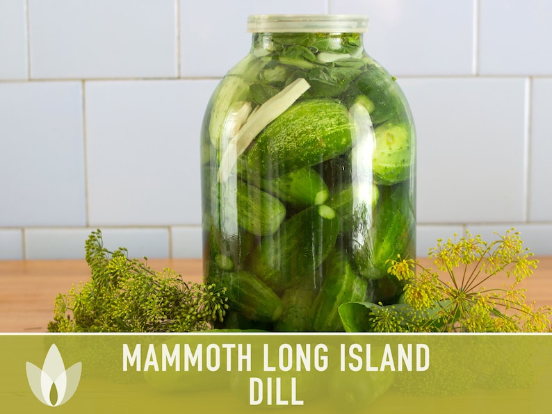 Mammoth Long Island Dill Heirloom Seeds - Pickling Spice, Culinary Herb, Butterfly Host Plant, Swallowtail Butterfly Host, Non-GMO