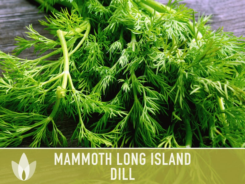 Mammoth Long Island Dill Heirloom Seeds - Pickling Spice, Culinary Herb, Butterfly Host Plant, Swallowtail Butterfly Host, Non-GMO