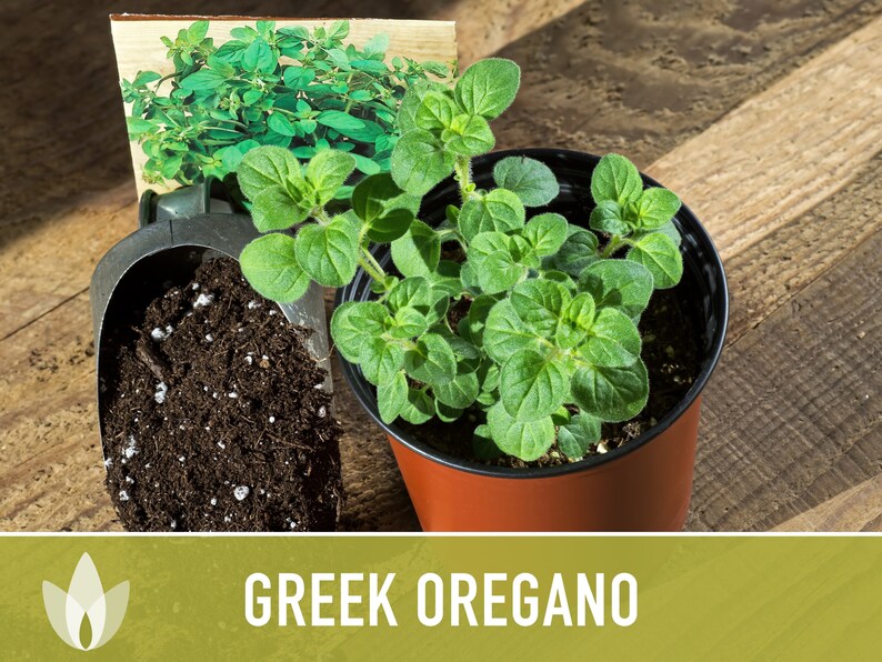 Greek Oregano Herb Heirloom Seeds - Open Pollinated, Non-GMO