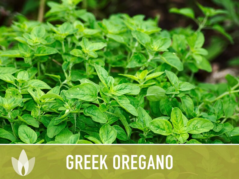 Greek Oregano Herb Heirloom Seeds - Open Pollinated, Non-GMO