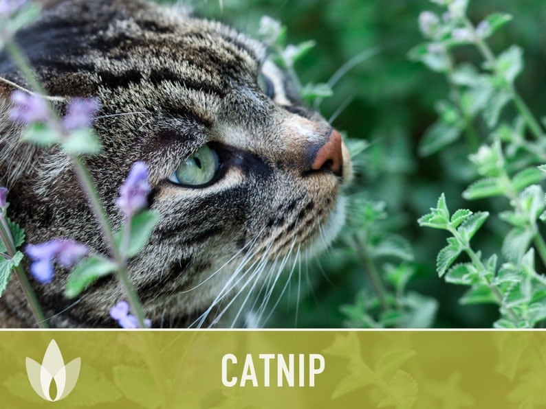 Catnip Herb Heirloom Seeds