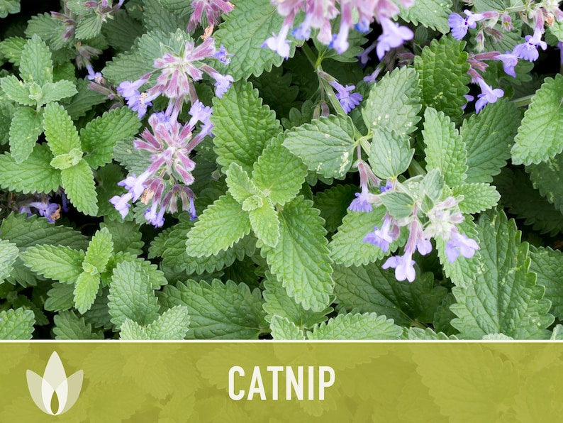 Catnip Herb Heirloom Seeds