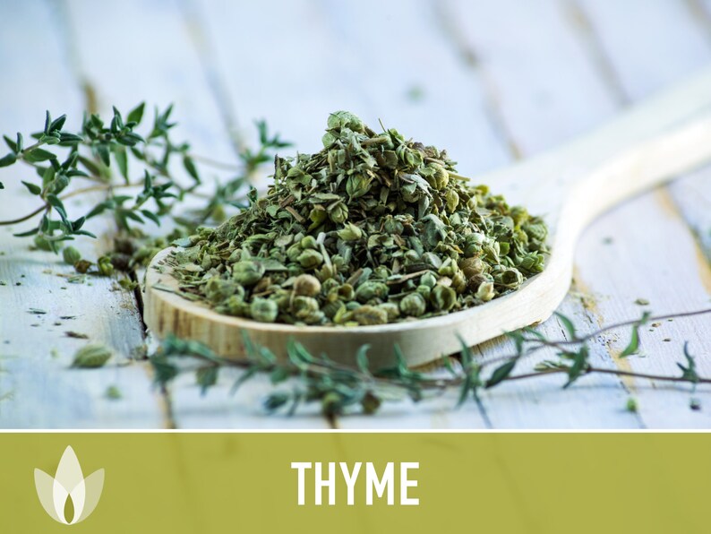 Thyme Vulgaris Heirloom Herb Seeds - Culinary Herb, Open Pollinated, Non-GMO