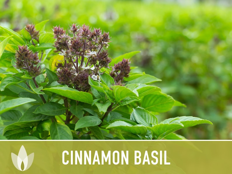 Cinnamon Basil Herb Heirloom Seeds