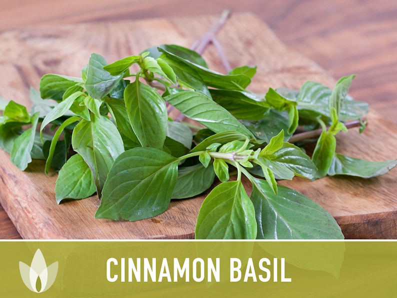 Cinnamon Basil Herb Heirloom Seeds