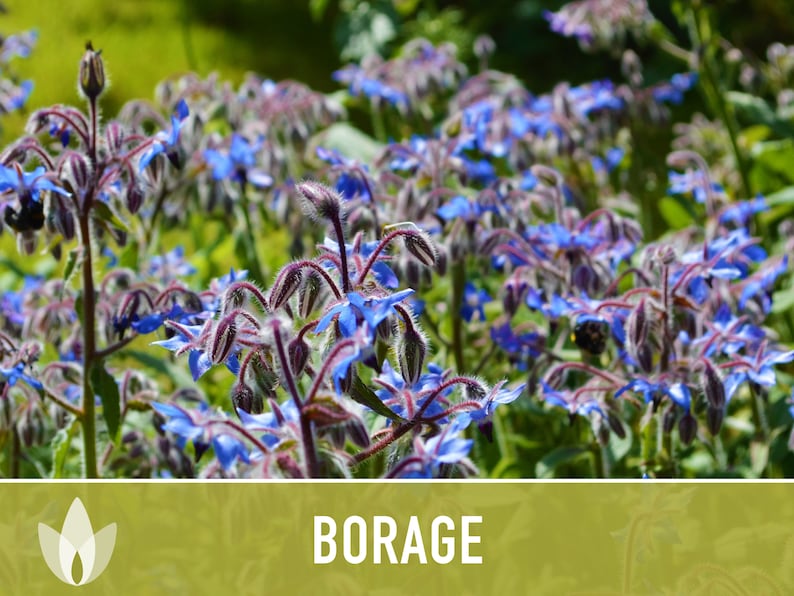 😍😍Last Day Sale - 60% OFF✨Borage Heirloom Seeds - Adored by the bees