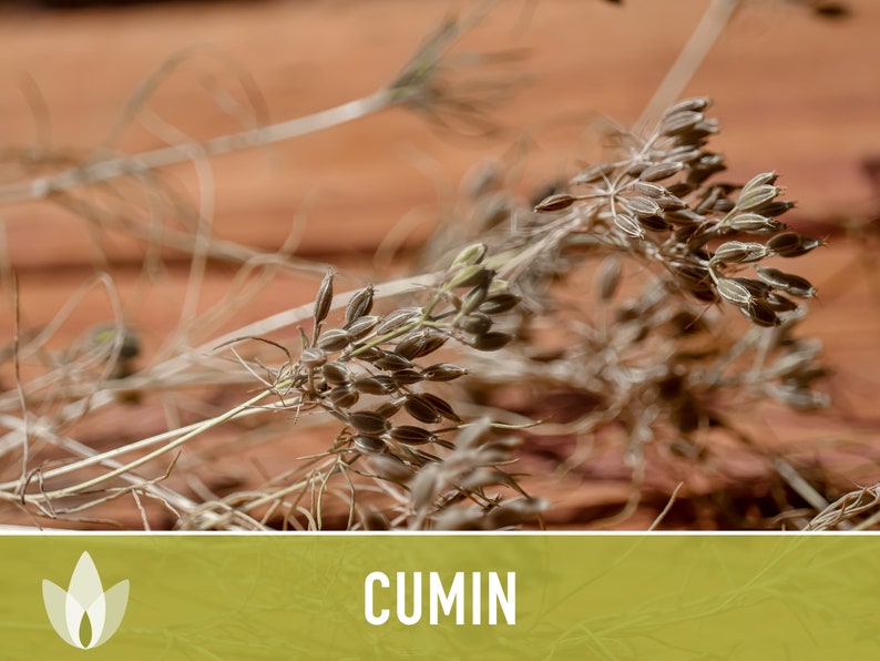 Cumin Herb Heirloom Seeds