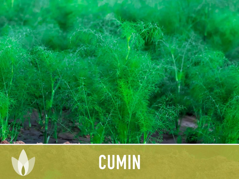 Cumin Herb Heirloom Seeds