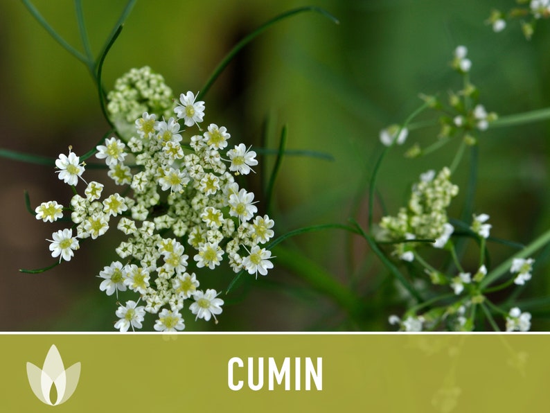 Cumin Herb Heirloom Seeds