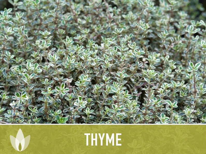 Thyme Vulgaris Heirloom Herb Seeds - Culinary Herb, Open Pollinated, Non-GMO