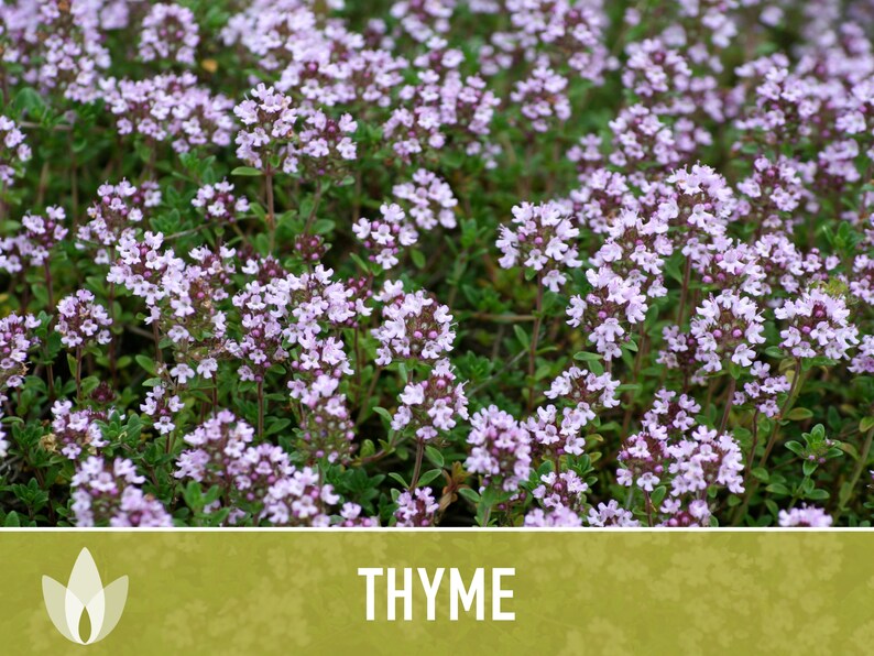 Thyme Vulgaris Heirloom Herb Seeds - Culinary Herb, Open Pollinated, Non-GMO