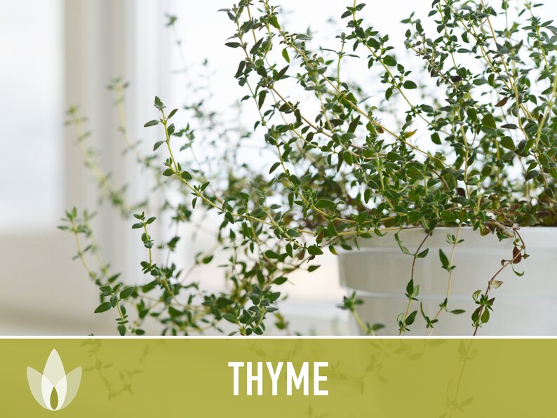 Thyme Vulgaris Heirloom Herb Seeds - Culinary Herb, Open Pollinated, Non-GMO