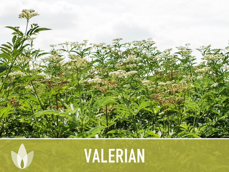 😍😍Last Day Sale - 60% OFF✨Valerian Herb Seeds - Heirloom Seeds, Medicinal Herb Seeds, Natural Sleep Aid, Open Pollinated, Non-GMO