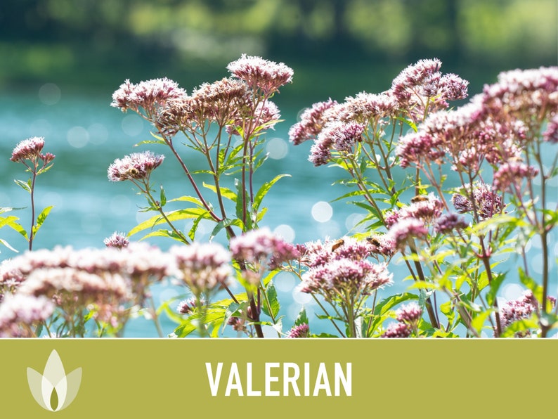 😍😍Last Day Sale - 60% OFF✨Valerian Herb Seeds - Heirloom Seeds, Medicinal Herb Seeds, Natural Sleep Aid, Open Pollinated, Non-GMO