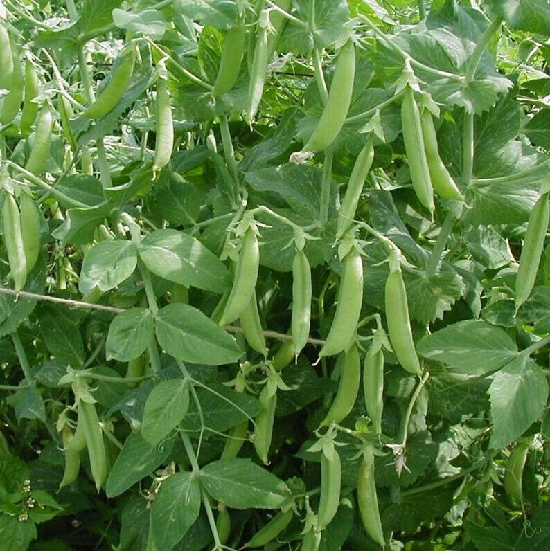 Sweet Pea Organic Seeds - Heirloom, Open Pollinated, Non GMO