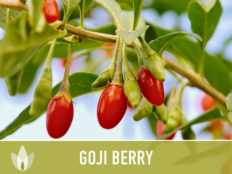 😍Last day sale - 60% off✨Goji seeds - heirloom seeds, medicinal plants, non-GMO