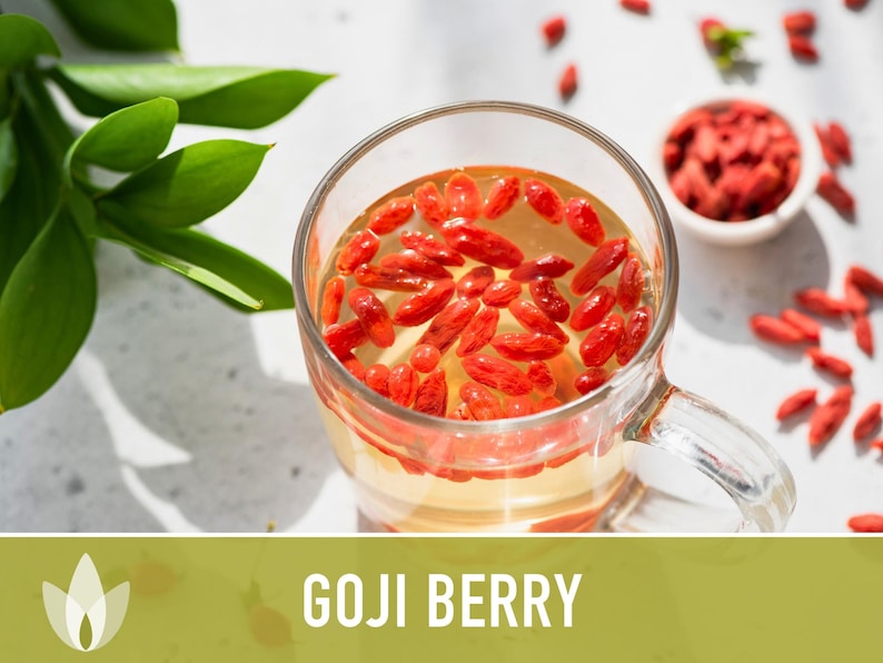 😍Last day sale - 60% off✨Goji seeds - heirloom seeds, medicinal plants, non-GMO