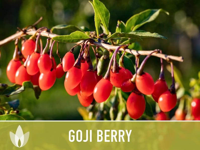 😍Last day sale - 60% off✨Goji seeds - heirloom seeds, medicinal plants, non-GMO