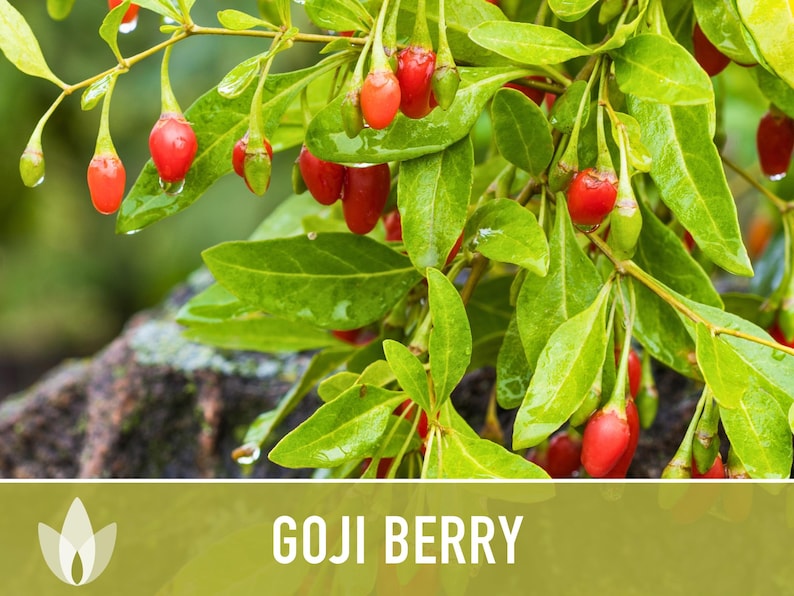 😍Last day sale - 60% off✨Goji seeds - heirloom seeds, medicinal plants, non-GMO