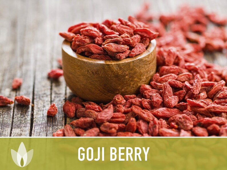 😍Last day sale - 60% off✨Goji seeds - heirloom seeds, medicinal plants, non-GMO