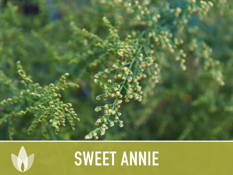 Sweet Annie Herb Seeds - Heirloom Seeds, Sweet Wormwood, Chinese Wormwood, Sagewort, Asian Seeds, Artemisia Annua, Open Pollinated, Non-GMO