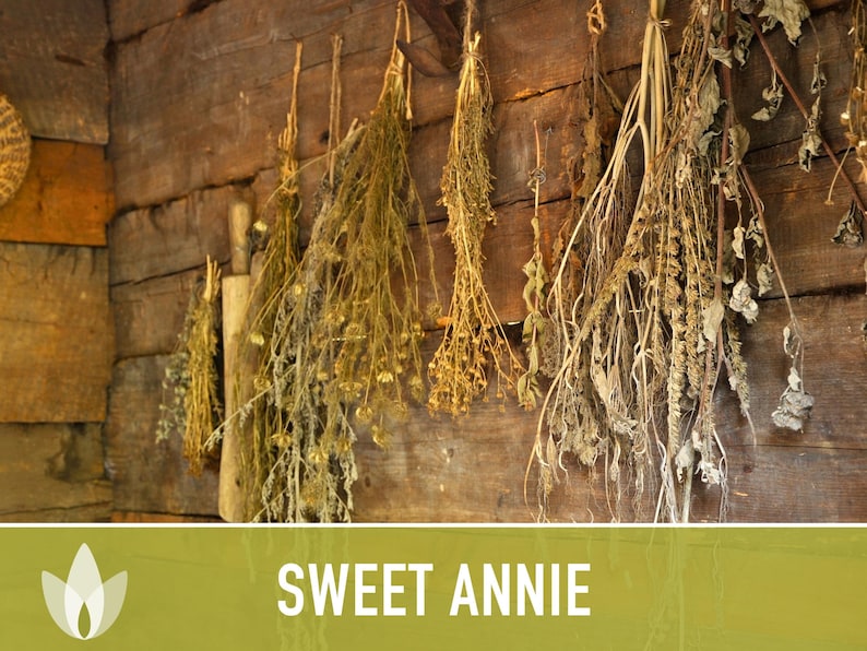 Sweet Annie Herb Seeds - Heirloom Seeds, Sweet Wormwood, Chinese Wormwood, Sagewort, Asian Seeds, Artemisia Annua, Open Pollinated, Non-GMO