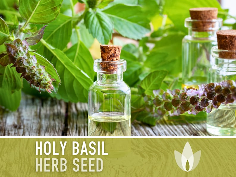 Holy Basil, Tulsi Herb Heirloom Seeds