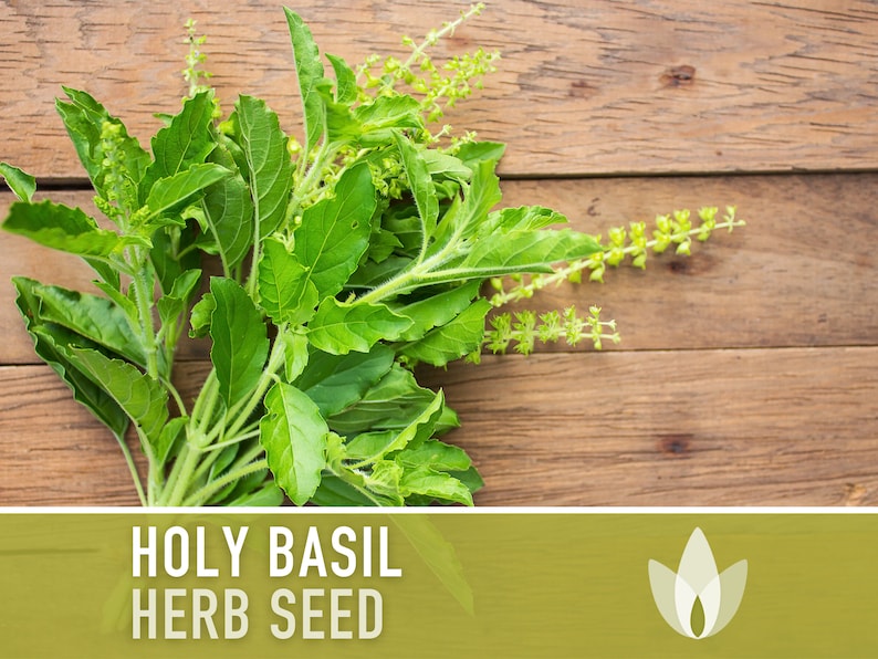 Holy Basil, Tulsi Herb Heirloom Seeds