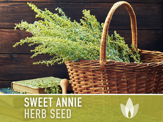 Sweet Annie Herb Seeds - Heirloom Seeds, Sweet Wormwood, Chinese Wormwood, Sagewort, Asian Seeds, Artemisia Annua, Open Pollinated, Non-GMO