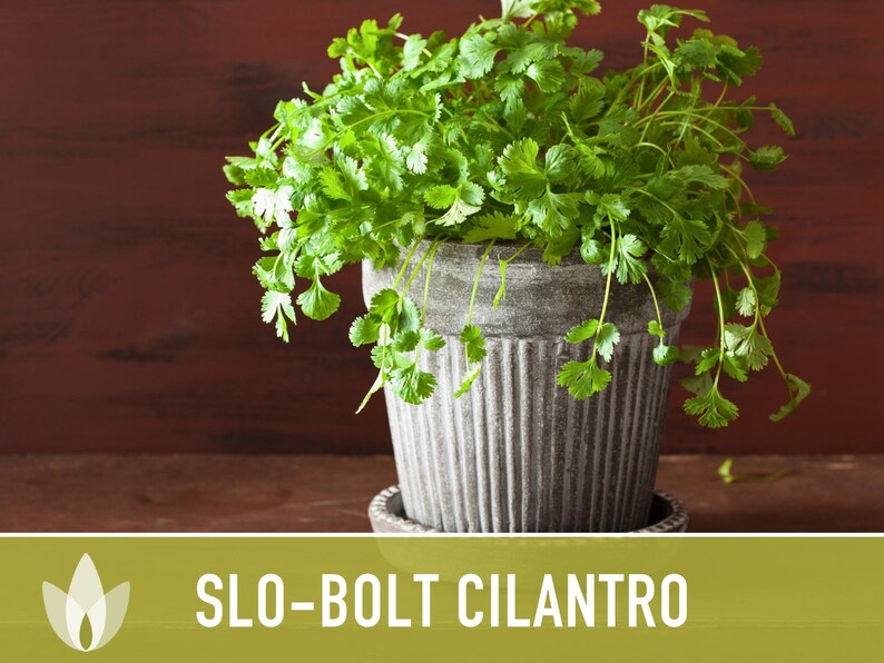 Slo-Bolt Cilantro Seeds - Heirloom Seeds, Culinary Herb Seeds, Medicinal Herb Seeds, Open Pollinated, Non-GMO