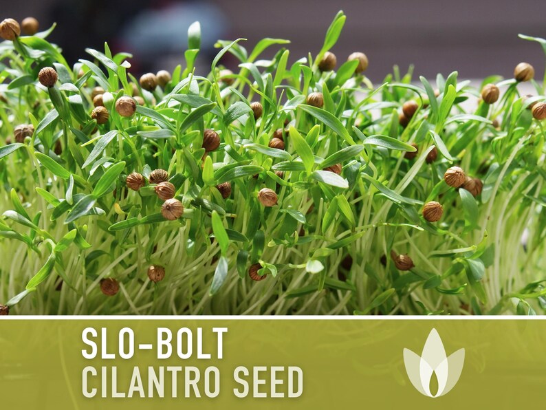 Slo-Bolt Cilantro Seeds - Heirloom Seeds, Culinary Herb Seeds, Medicinal Herb Seeds, Open Pollinated, Non-GMO