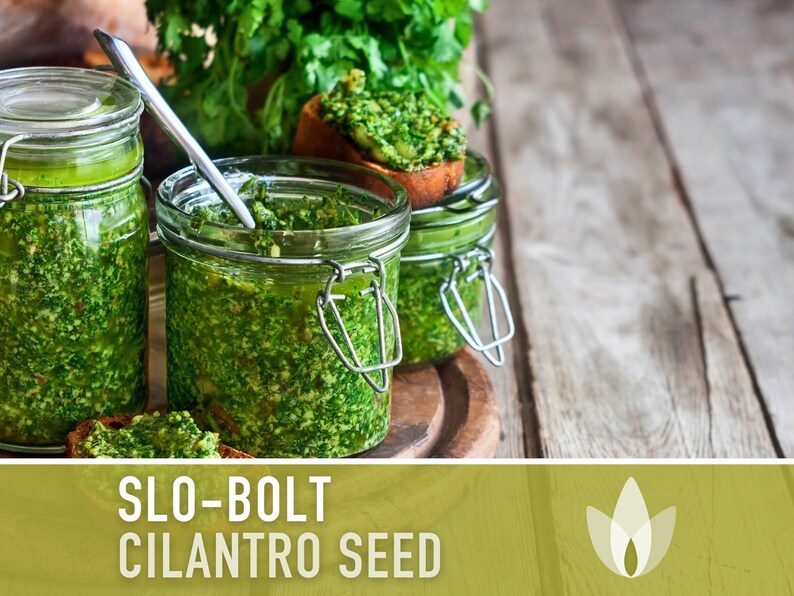 Slo-Bolt Cilantro Seeds - Heirloom Seeds, Culinary Herb Seeds, Medicinal Herb Seeds, Open Pollinated, Non-GMO