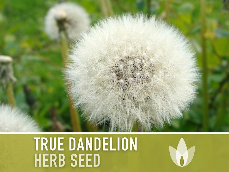 Dandelion, True Flower Seeds - Heirloom Seeds, Fresh Salad, Medicinal Herb, Open Pollinated, Taraxacum Officinale, Non-GMO