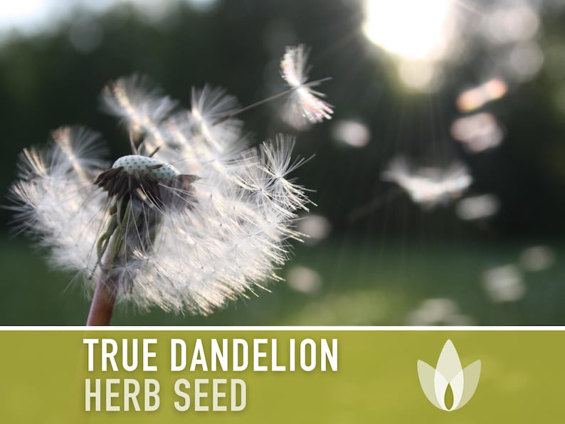 Dandelion, True Flower Seeds - Heirloom Seeds, Fresh Salad, Medicinal Herb, Open Pollinated, Taraxacum Officinale, Non-GMO