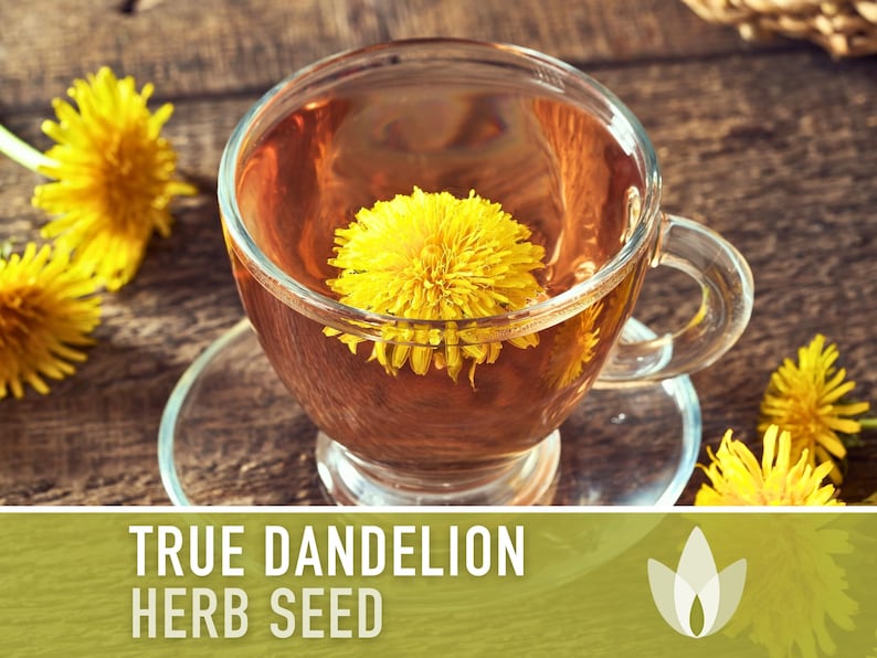 Dandelion, True Flower Seeds - Heirloom Seeds, Fresh Salad, Medicinal Herb, Open Pollinated, Taraxacum Officinale, Non-GMO