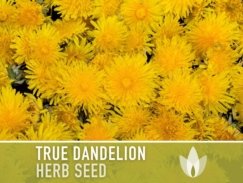 Dandelion, True Flower Seeds - Heirloom Seeds, Fresh Salad, Medicinal Herb, Open Pollinated, Taraxacum Officinale, Non-GMO