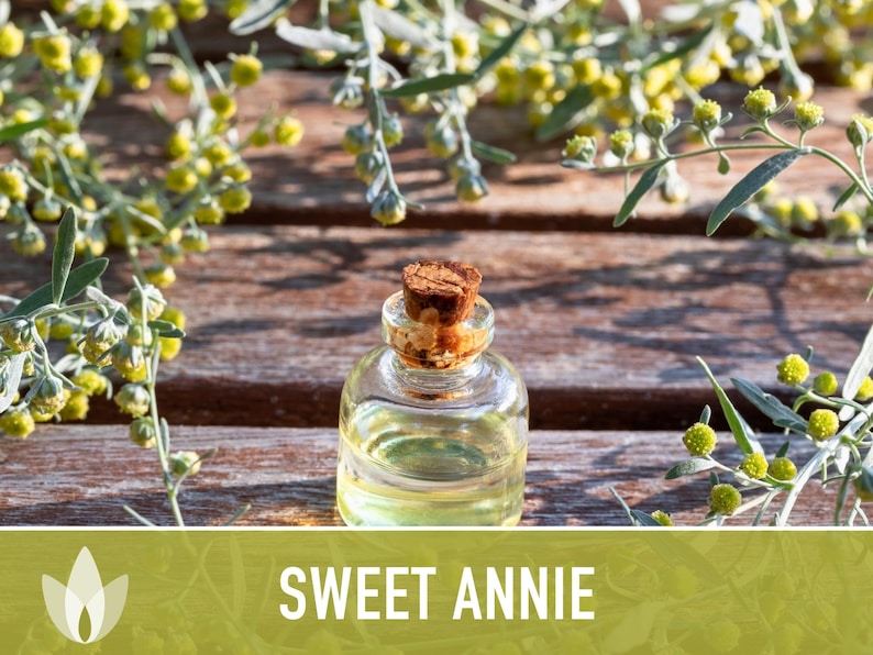 Sweet Annie Herb Seeds - Heirloom Seeds, Sweet Wormwood, Chinese Wormwood, Sagewort, Asian Seeds, Artemisia Annua, Open Pollinated, Non-GMO