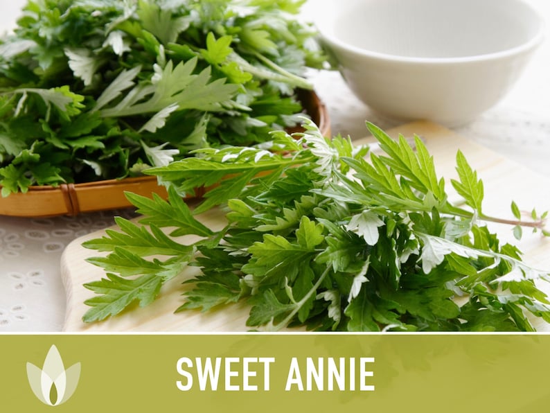 Sweet Annie Herb Seeds - Heirloom Seeds, Sweet Wormwood, Chinese Wormwood, Sagewort, Asian Seeds, Artemisia Annua, Open Pollinated, Non-GMO