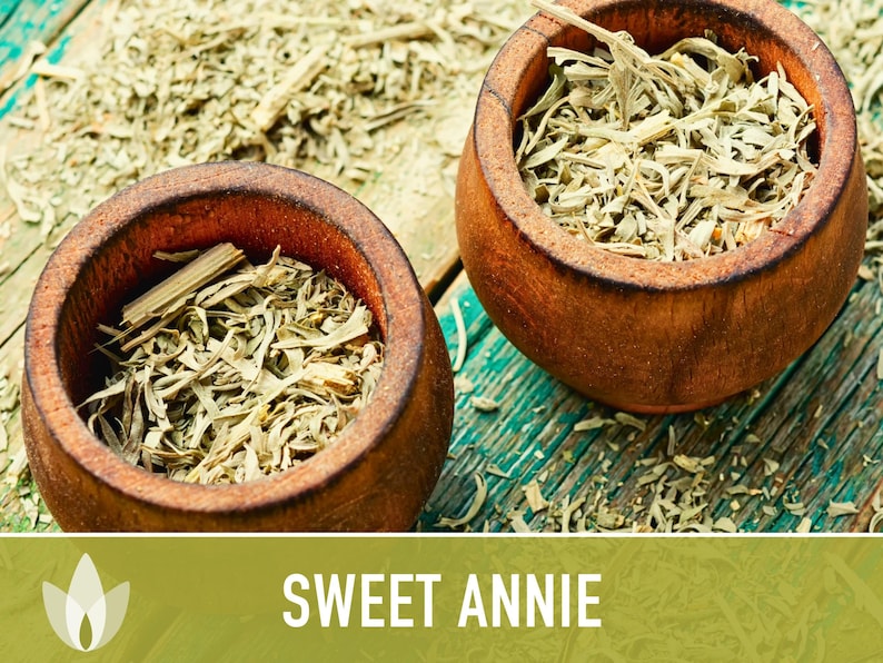 Sweet Annie Herb Seeds - Heirloom Seeds, Sweet Wormwood, Chinese Wormwood, Sagewort, Asian Seeds, Artemisia Annua, Open Pollinated, Non-GMO