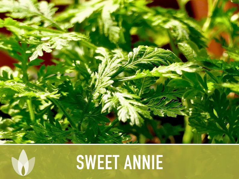 Sweet Annie Herb Seeds - Heirloom Seeds, Sweet Wormwood, Chinese Wormwood, Sagewort, Asian Seeds, Artemisia Annua, Open Pollinated, Non-GMO