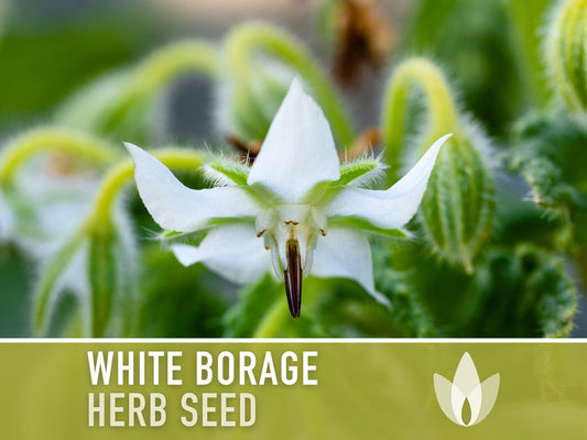 😍😍Last Day Sale - 60% OFF✨White Borage Seeds