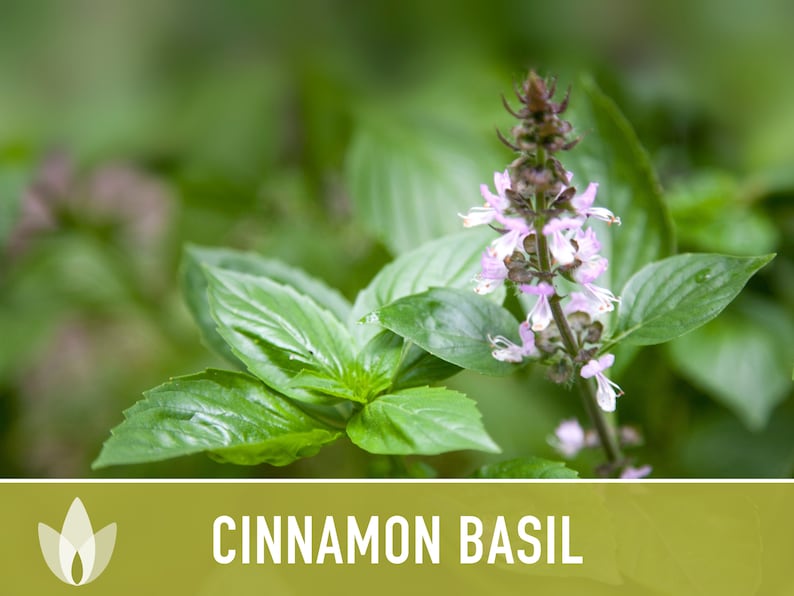 Cinnamon Basil Herb Heirloom Seeds