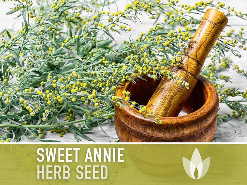 Sweet Annie Herb Seeds - Heirloom Seeds, Sweet Wormwood, Chinese Wormwood, Sagewort, Asian Seeds, Artemisia Annua, Open Pollinated, Non-GMO