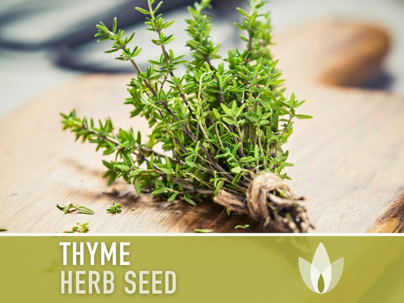 Thyme Vulgaris Heirloom Herb Seeds - Culinary Herb, Open Pollinated, Non-GMO