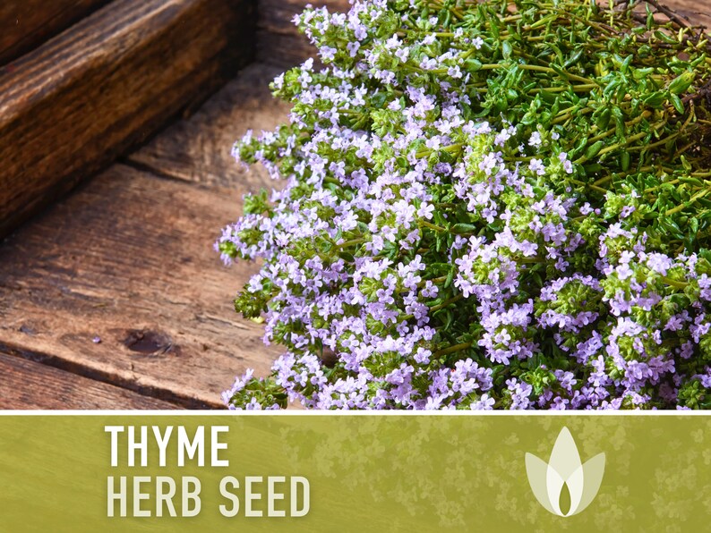 Thyme Vulgaris Heirloom Herb Seeds - Culinary Herb, Open Pollinated, Non-GMO