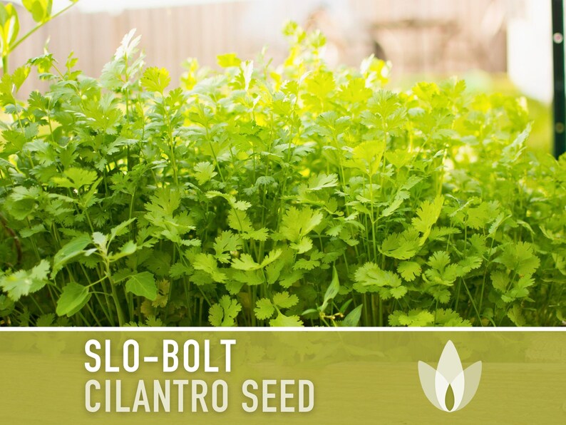 Slo-Bolt Cilantro Seeds - Heirloom Seeds, Culinary Herb Seeds, Medicinal Herb Seeds, Open Pollinated, Non-GMO