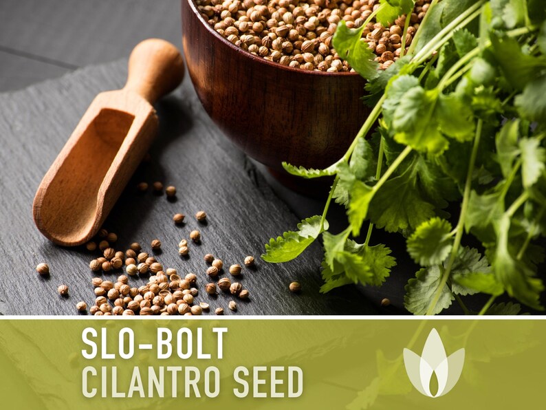 Slo-Bolt Cilantro Seeds - Heirloom Seeds, Culinary Herb Seeds, Medicinal Herb Seeds, Open Pollinated, Non-GMO