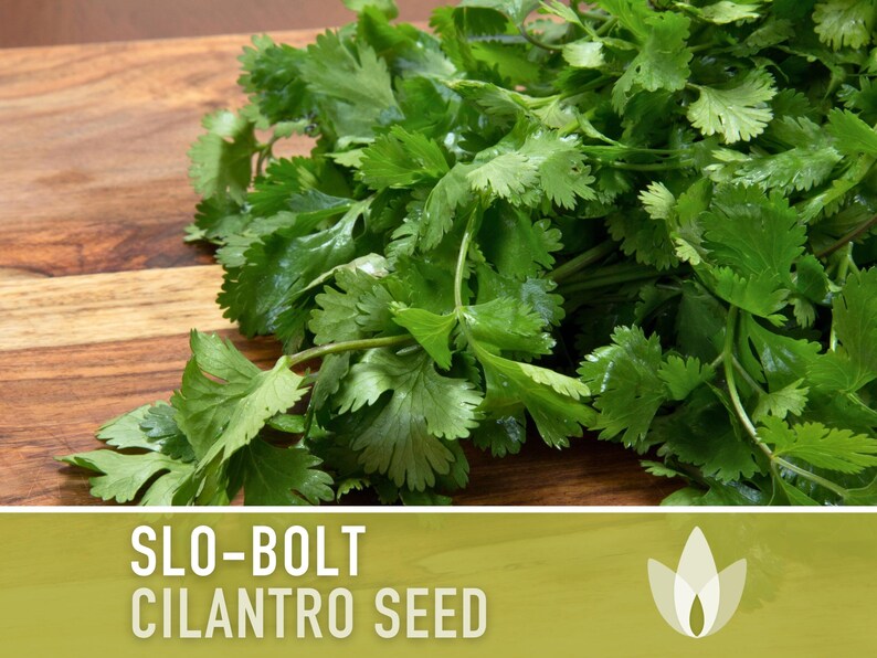 Slo-Bolt Cilantro Seeds - Heirloom Seeds, Culinary Herb Seeds, Medicinal Herb Seeds, Open Pollinated, Non-GMO