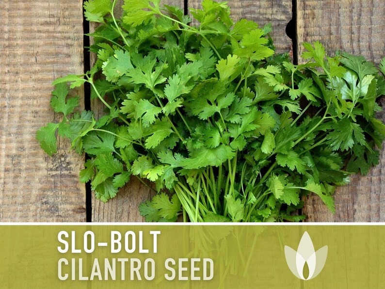 Slo-Bolt Cilantro Seeds - Heirloom Seeds, Culinary Herb Seeds, Medicinal Herb Seeds, Open Pollinated, Non-GMO